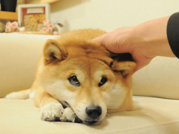 Sad Doge by Atsuko Sato